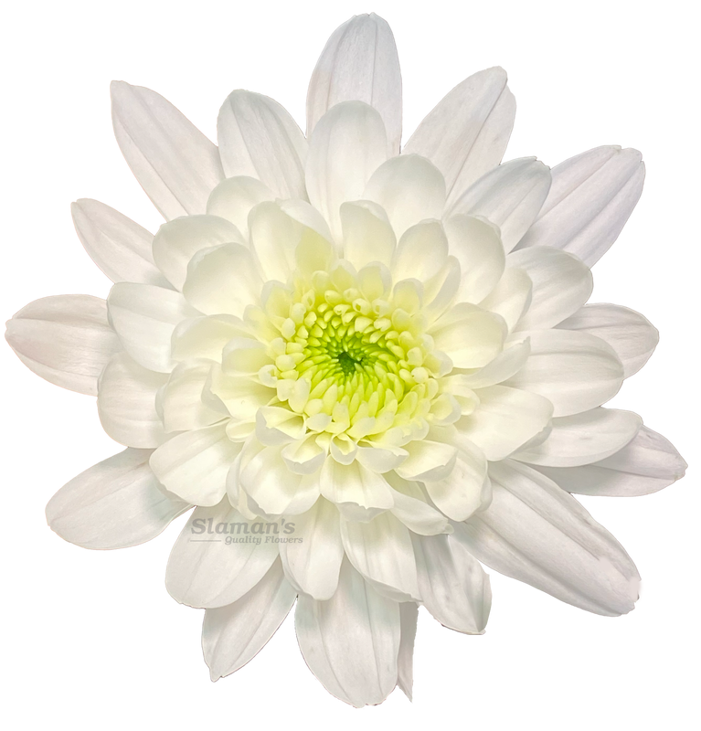Chrysanthemums - Slaman's Quality Flowers